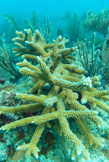 Staghorn coral transplant - Wave Magazine Online