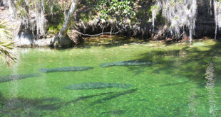 Feature Image of manatees swimming
