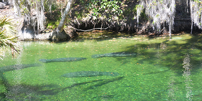 Feature Image of manatees swimming