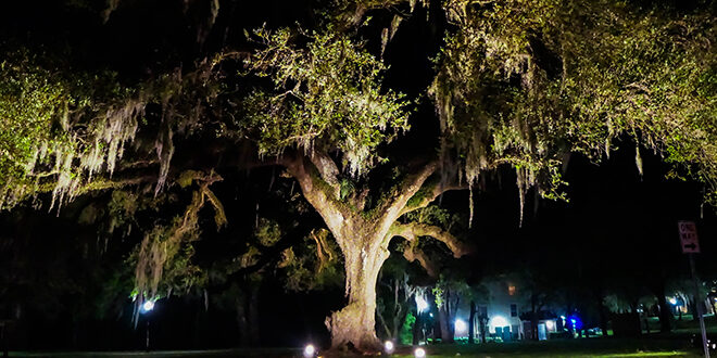 JU's centennial oak on campus